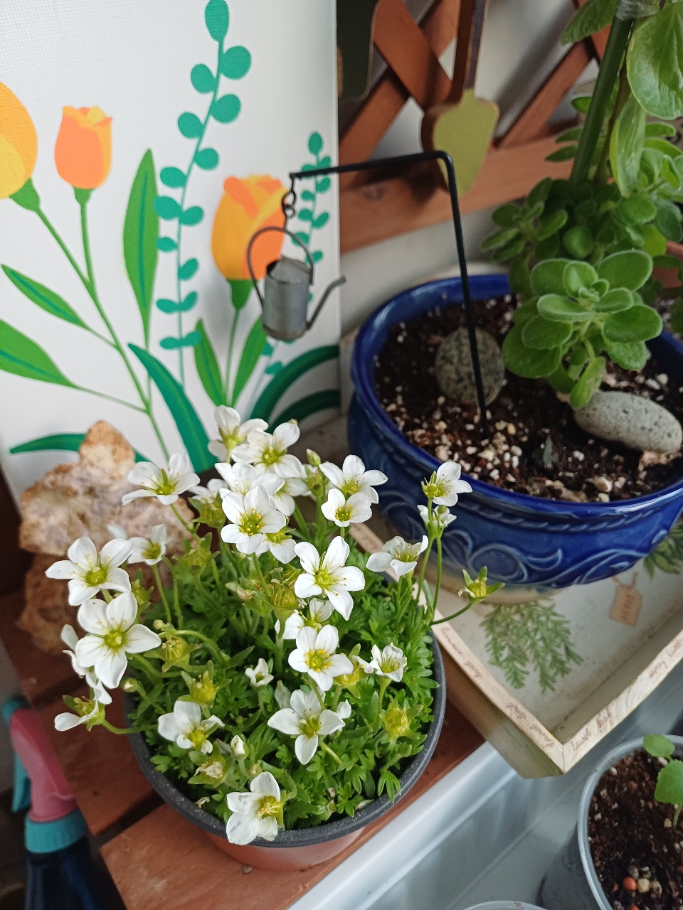 베란다 초록식물들🌱
