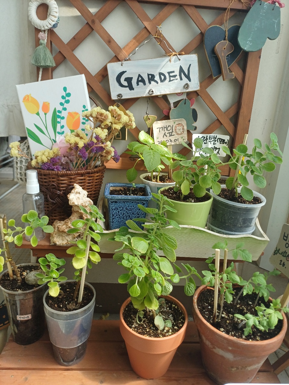 울집 식물들🌿