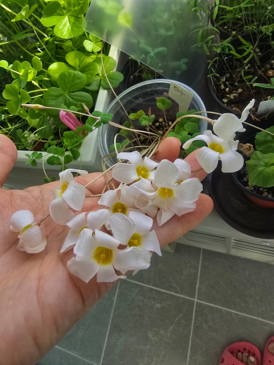 사랑초 