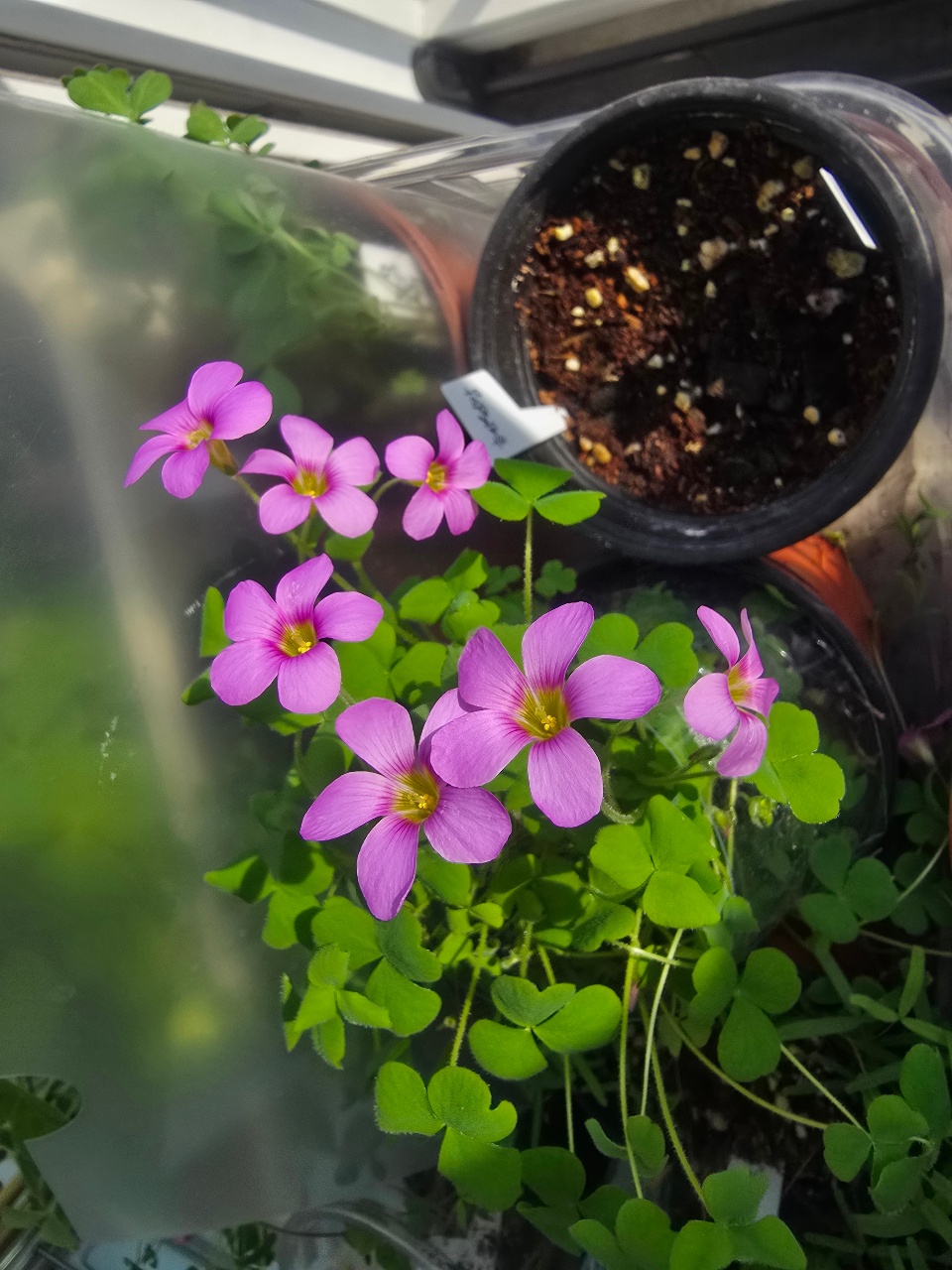 사랑초 
