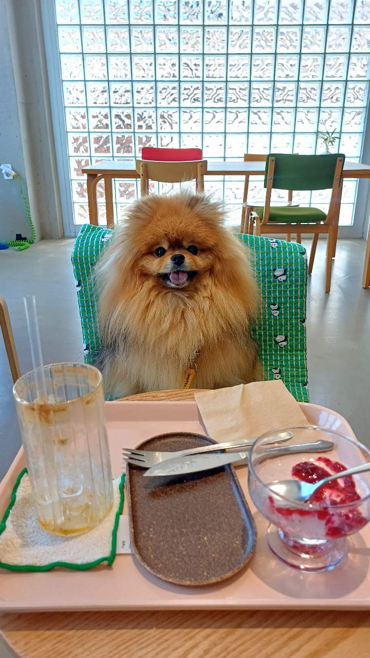 식탁에 앉은 강아지와 물, 음식이 놓인 식사 장면