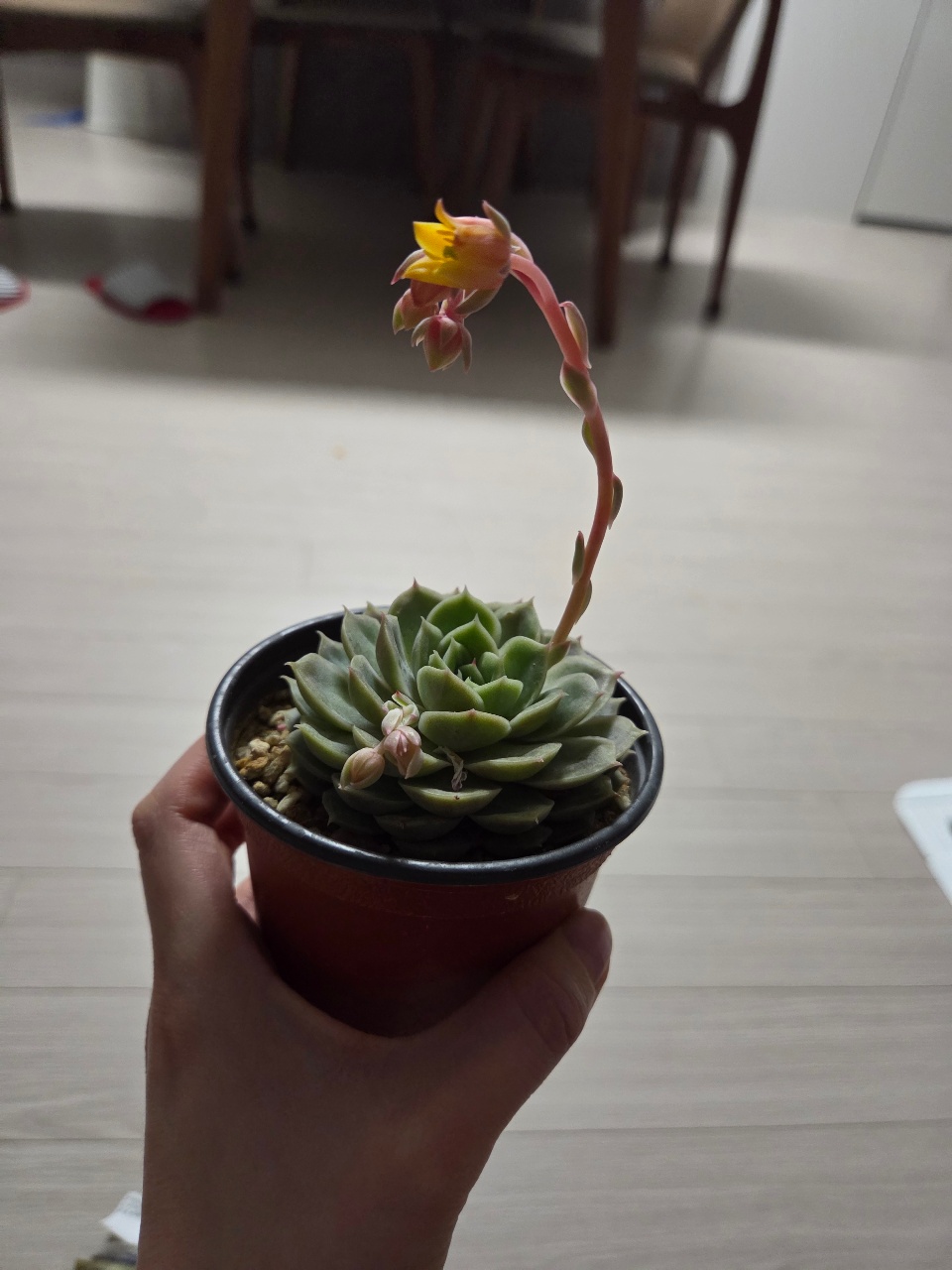 새로운