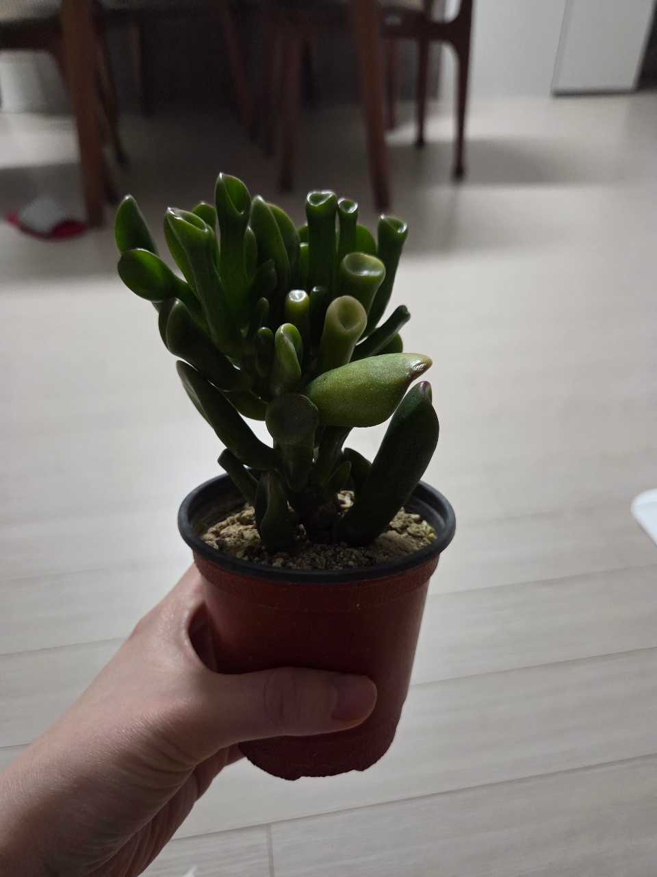 슈렉