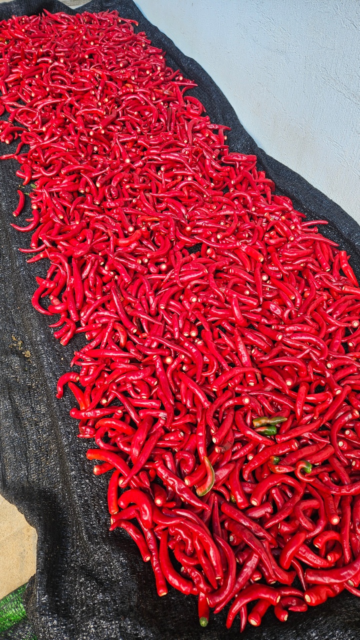 🌶️ 시댁의 늦여름 풍경