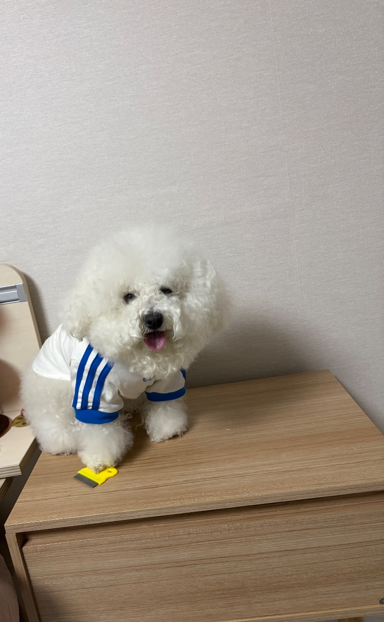 서육동 옷을 입은 강아지가 책상 위에 앉아 있다