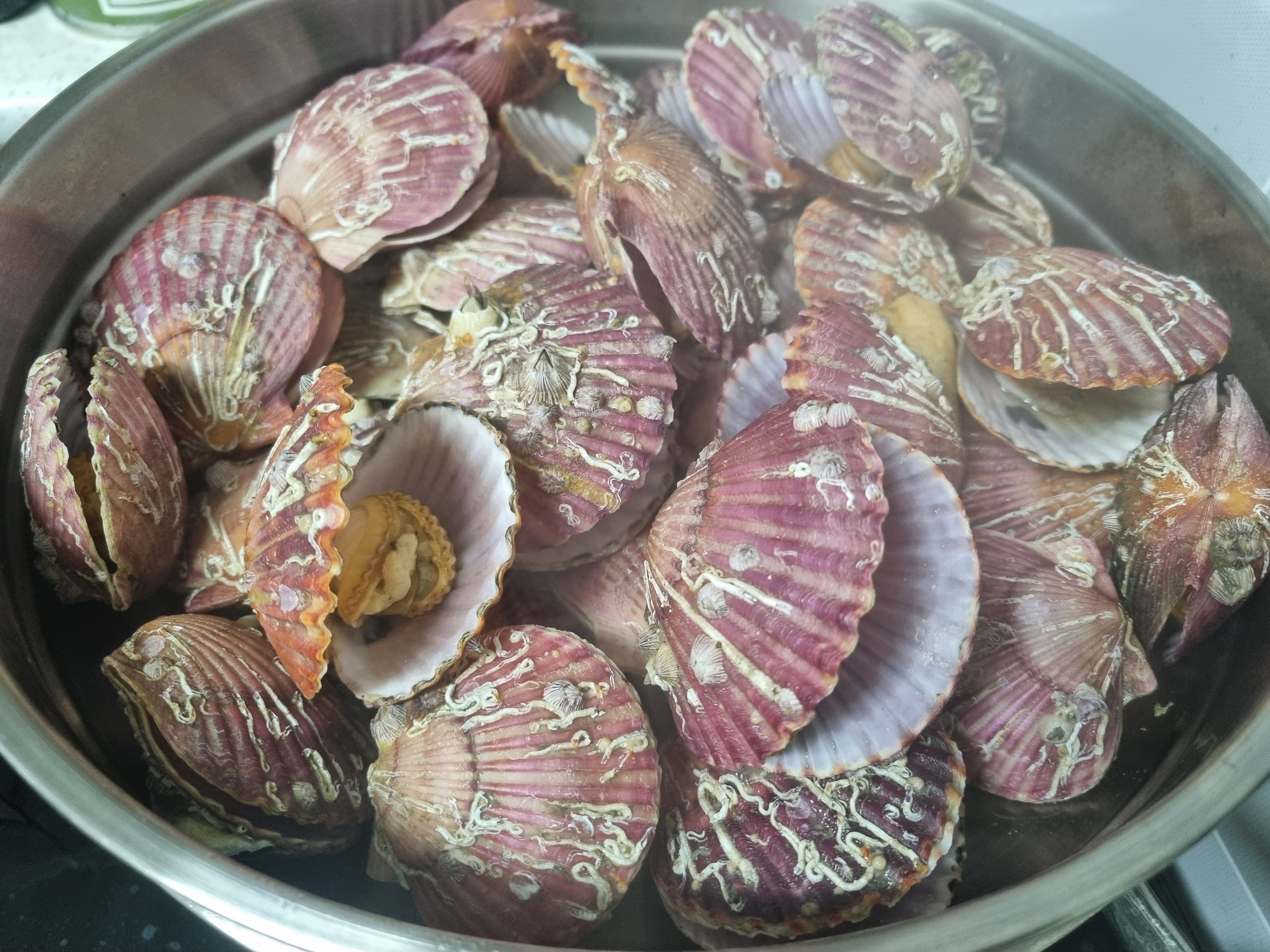 홍가리비 찜! 먹기 간편하고 통통 맛있어요!