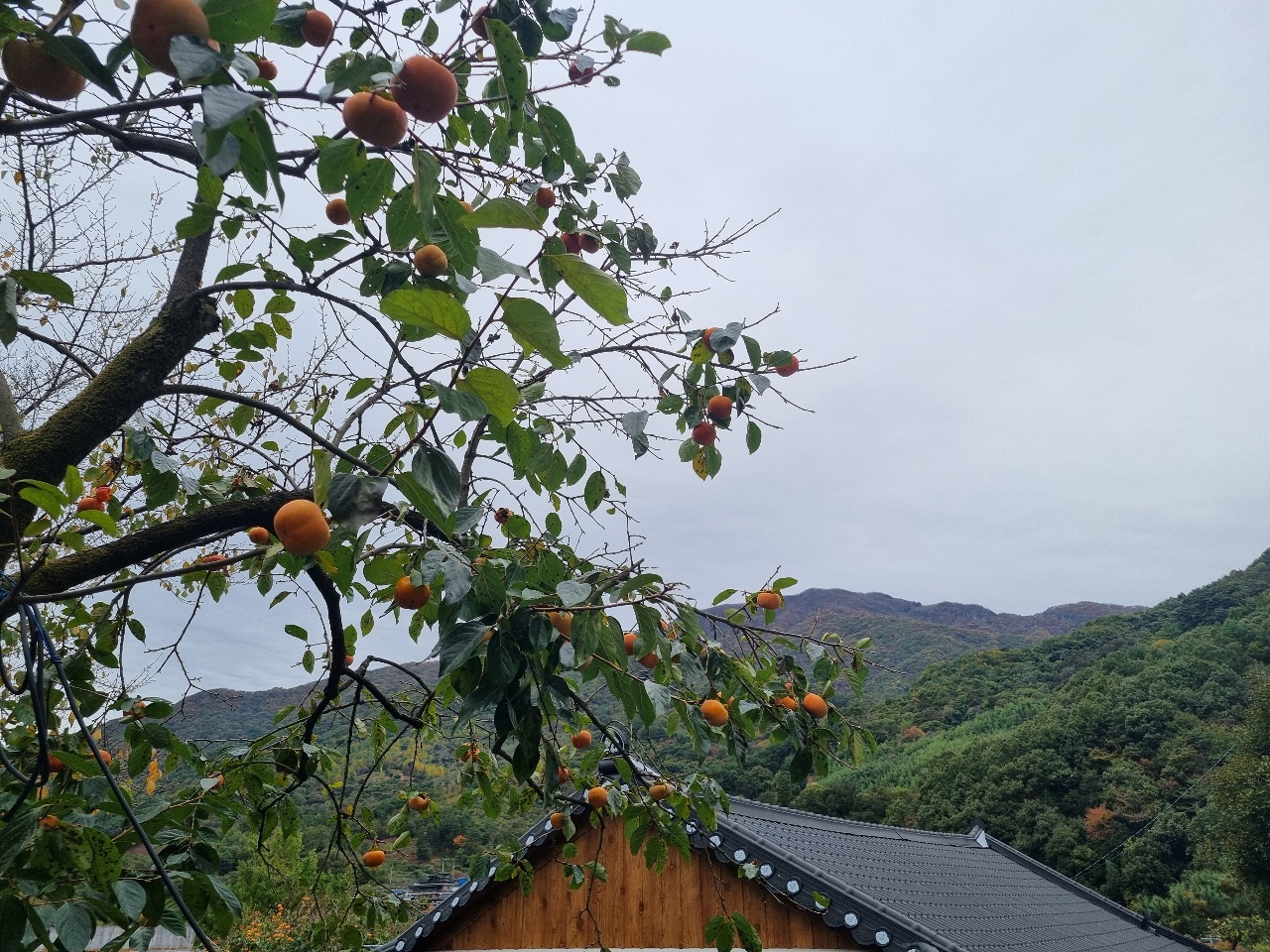 감도 잘 익었어요~ 가을느낌🍁🍂