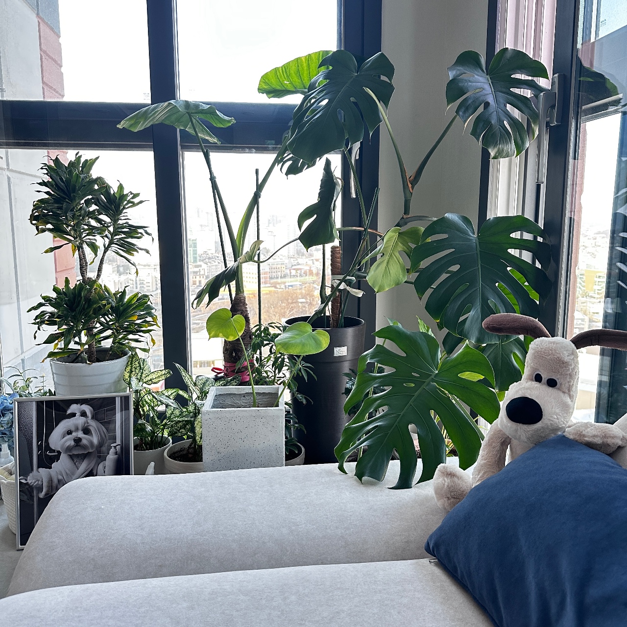 8년째 초보 식집사