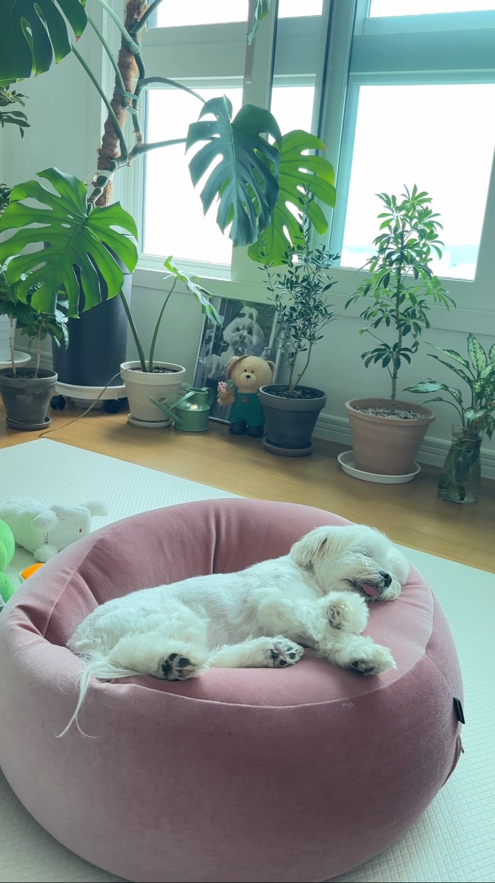 귀여운 우리집 댕댕이🐶