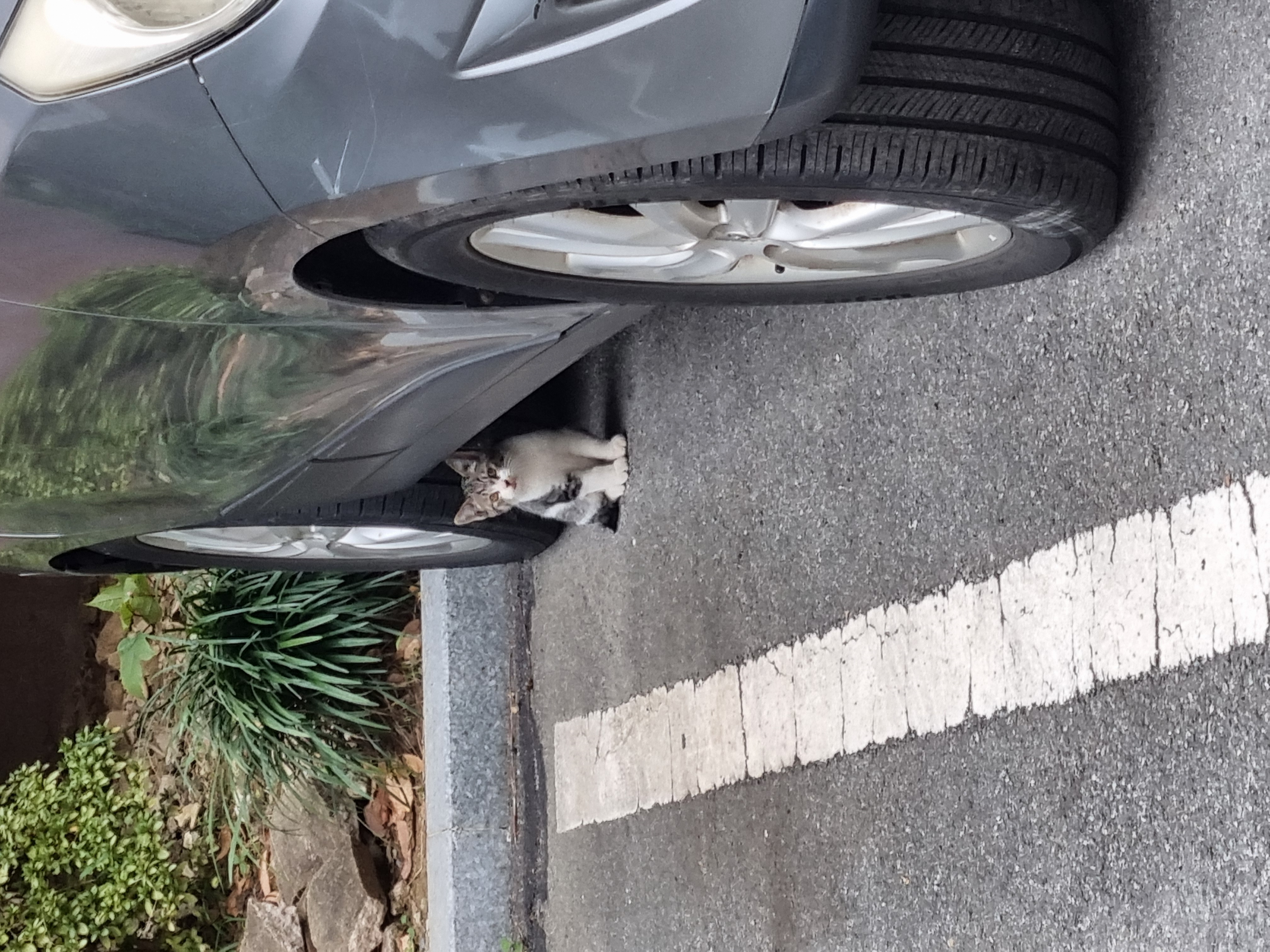 아기 고양이