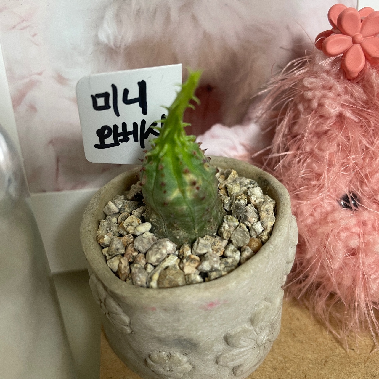 🌵