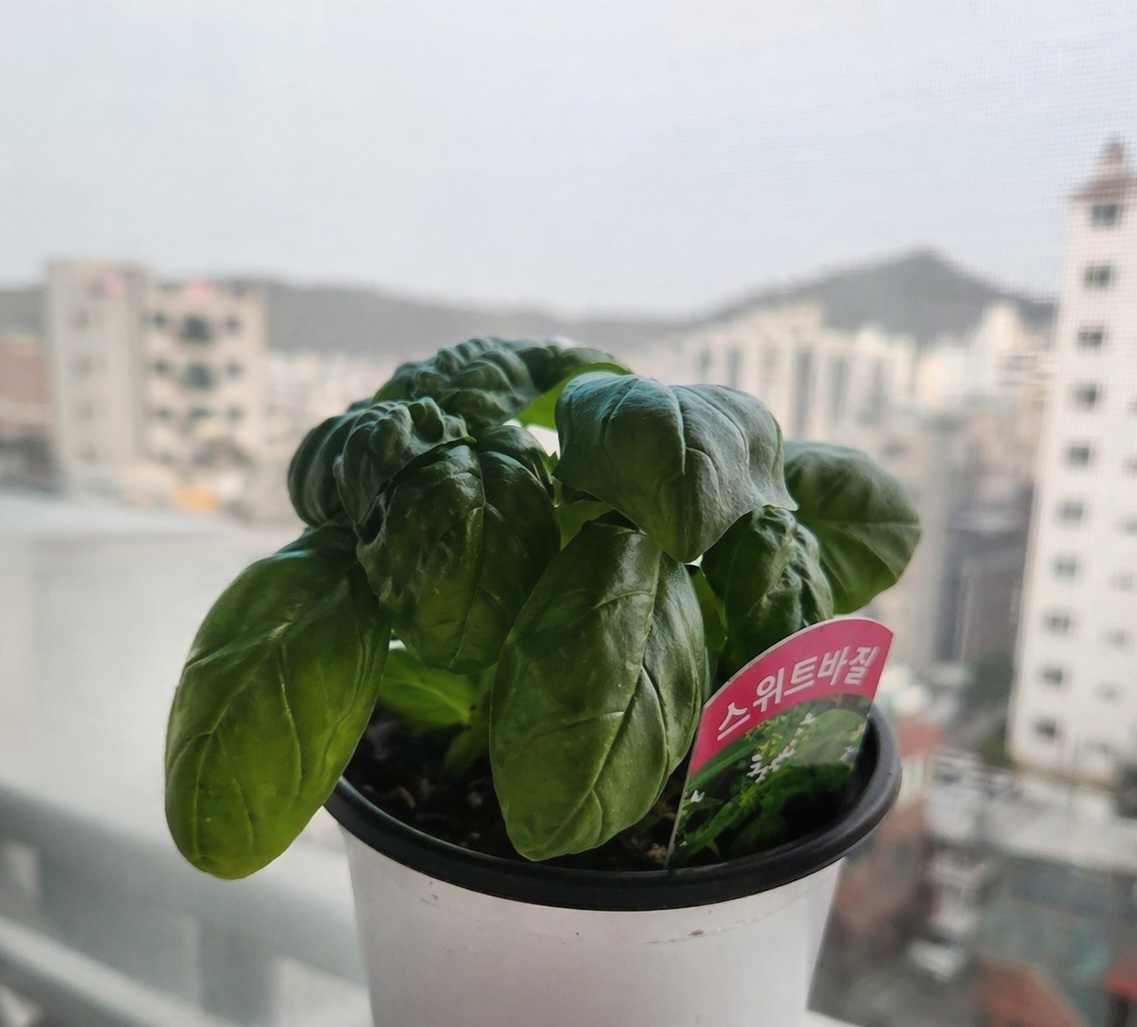 화분에 바질 심었어요.