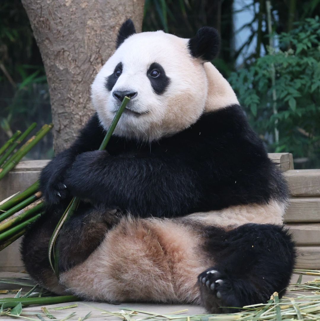 푸바오 🐼