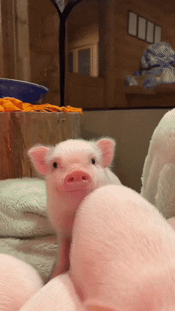 핑크 돼지 🐖