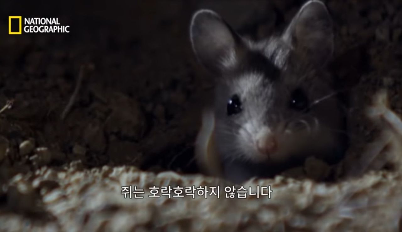 쥐는 호락호락하비 않습니다.