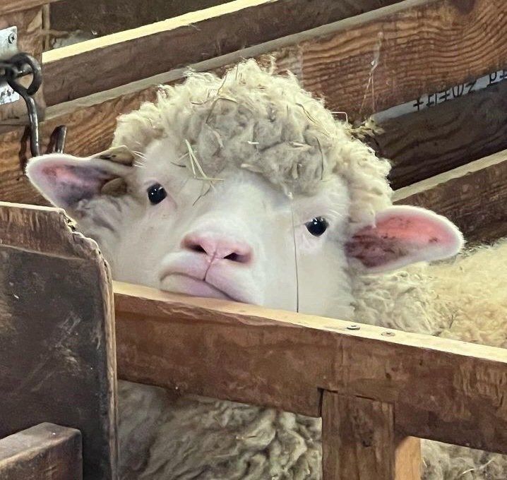 양 🐑