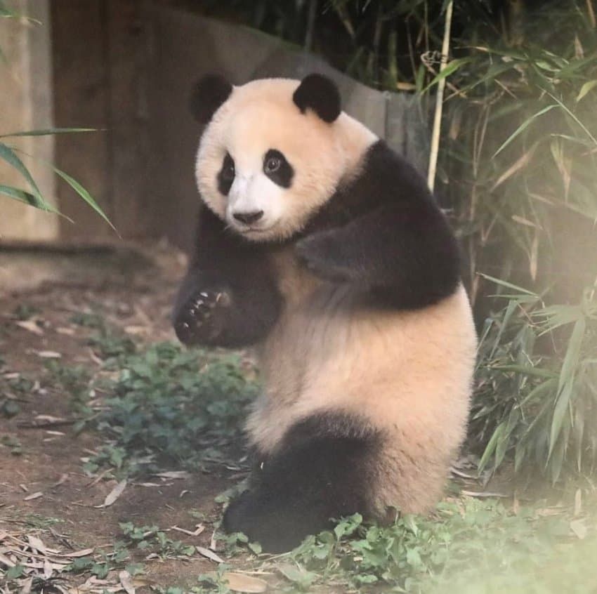 아뵤 🐼