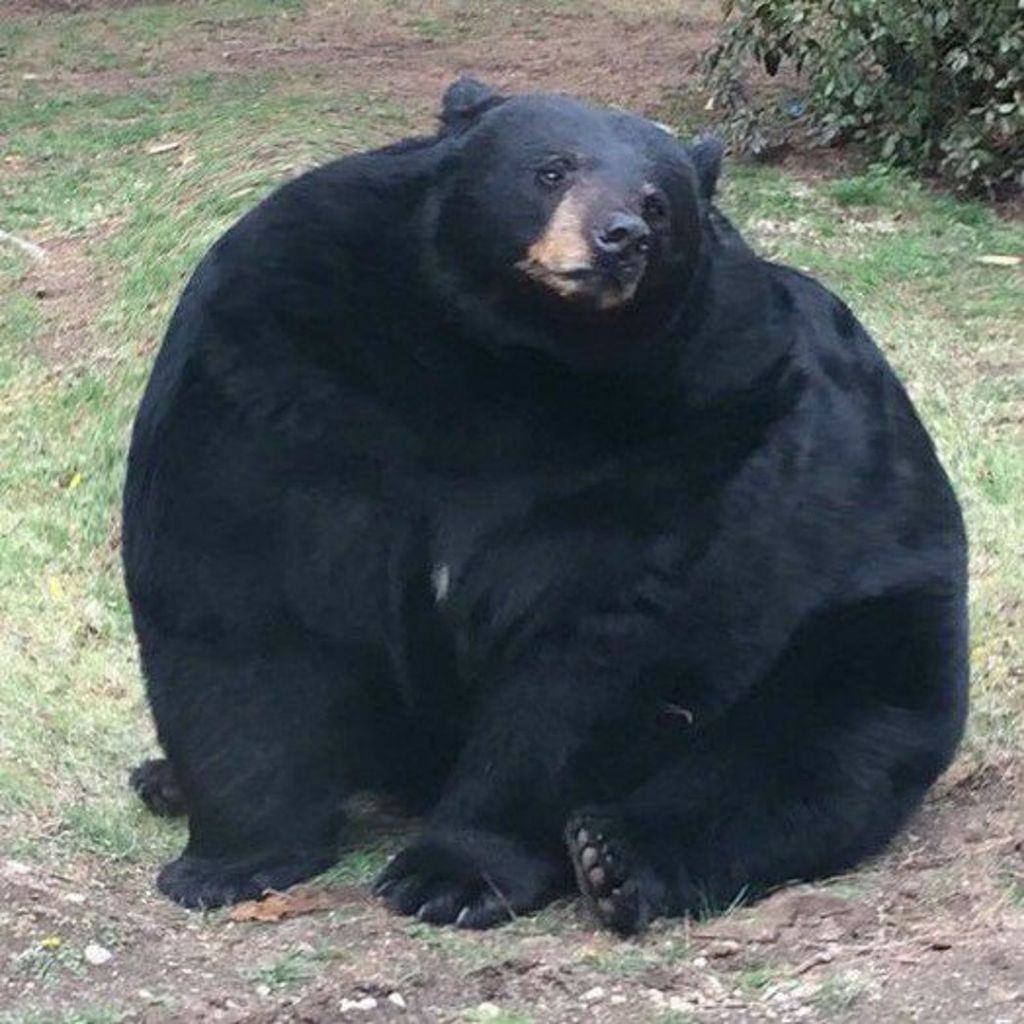 곰 🐻