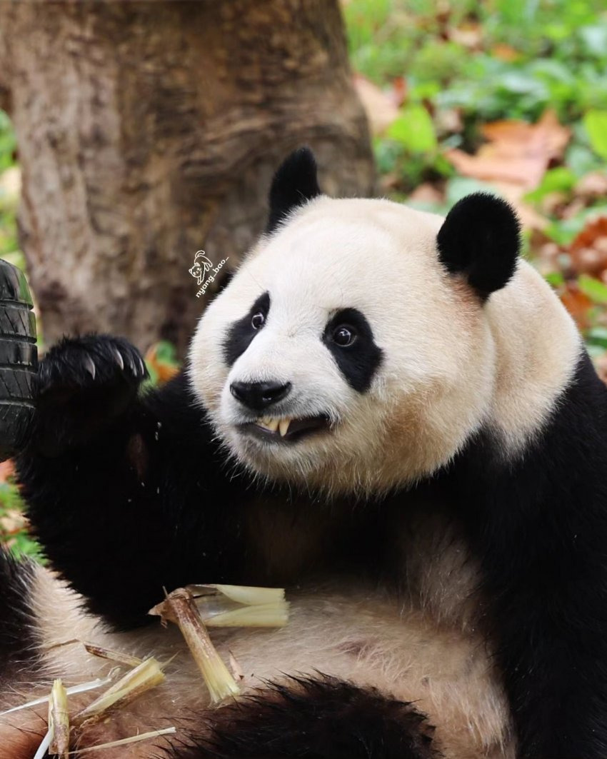 푸바오 🐼