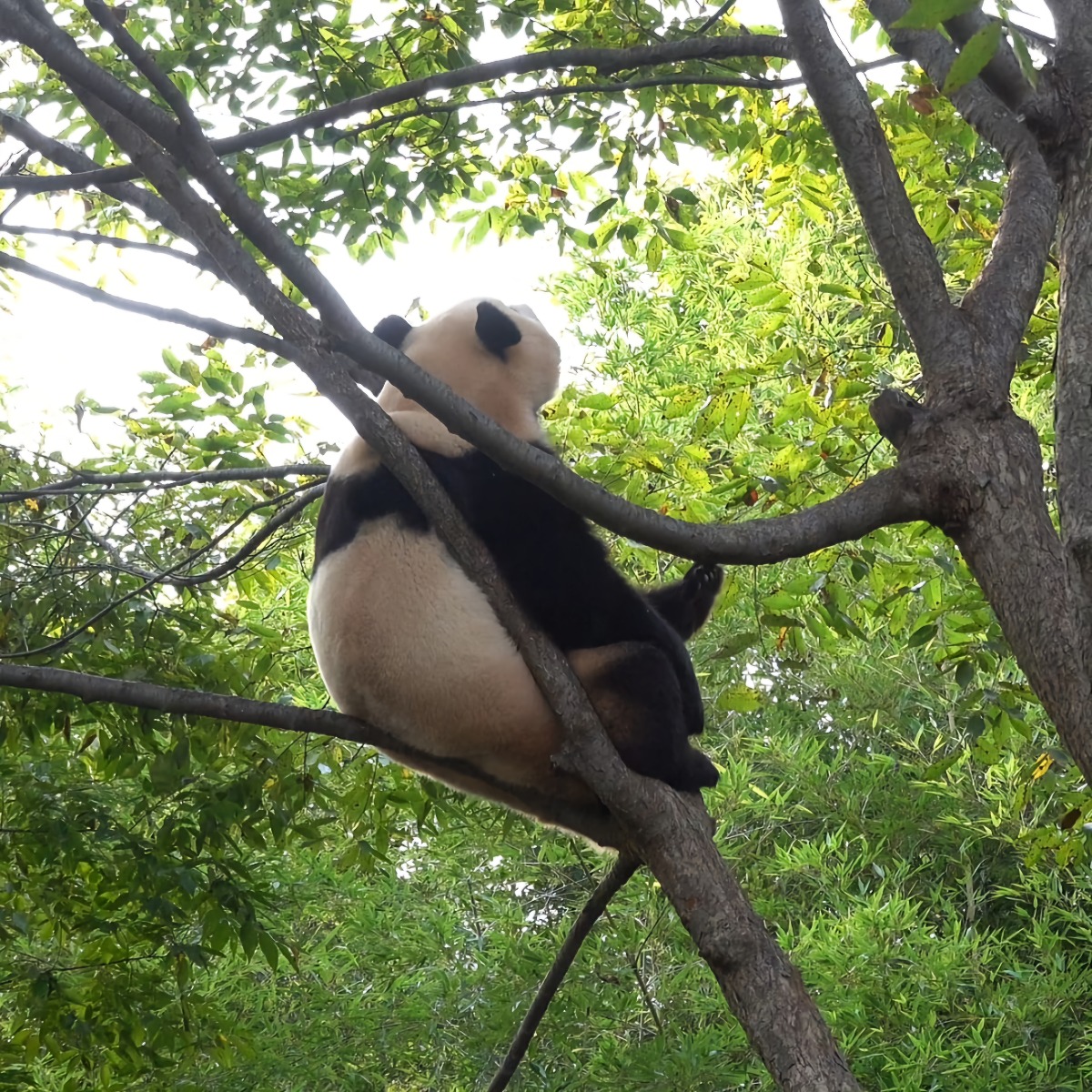 푸바오 🐼