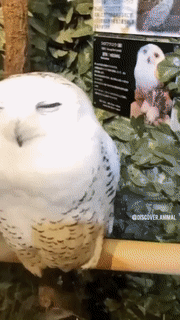 부엉이 🦉
