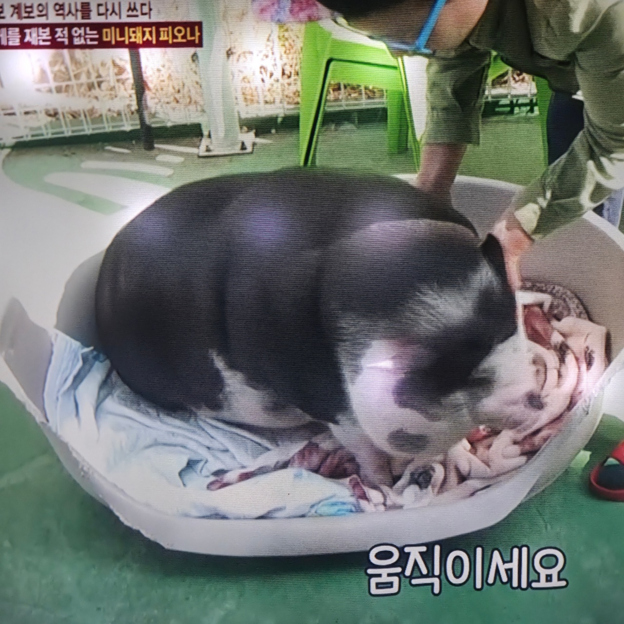 동물농장 미니 돼지! 