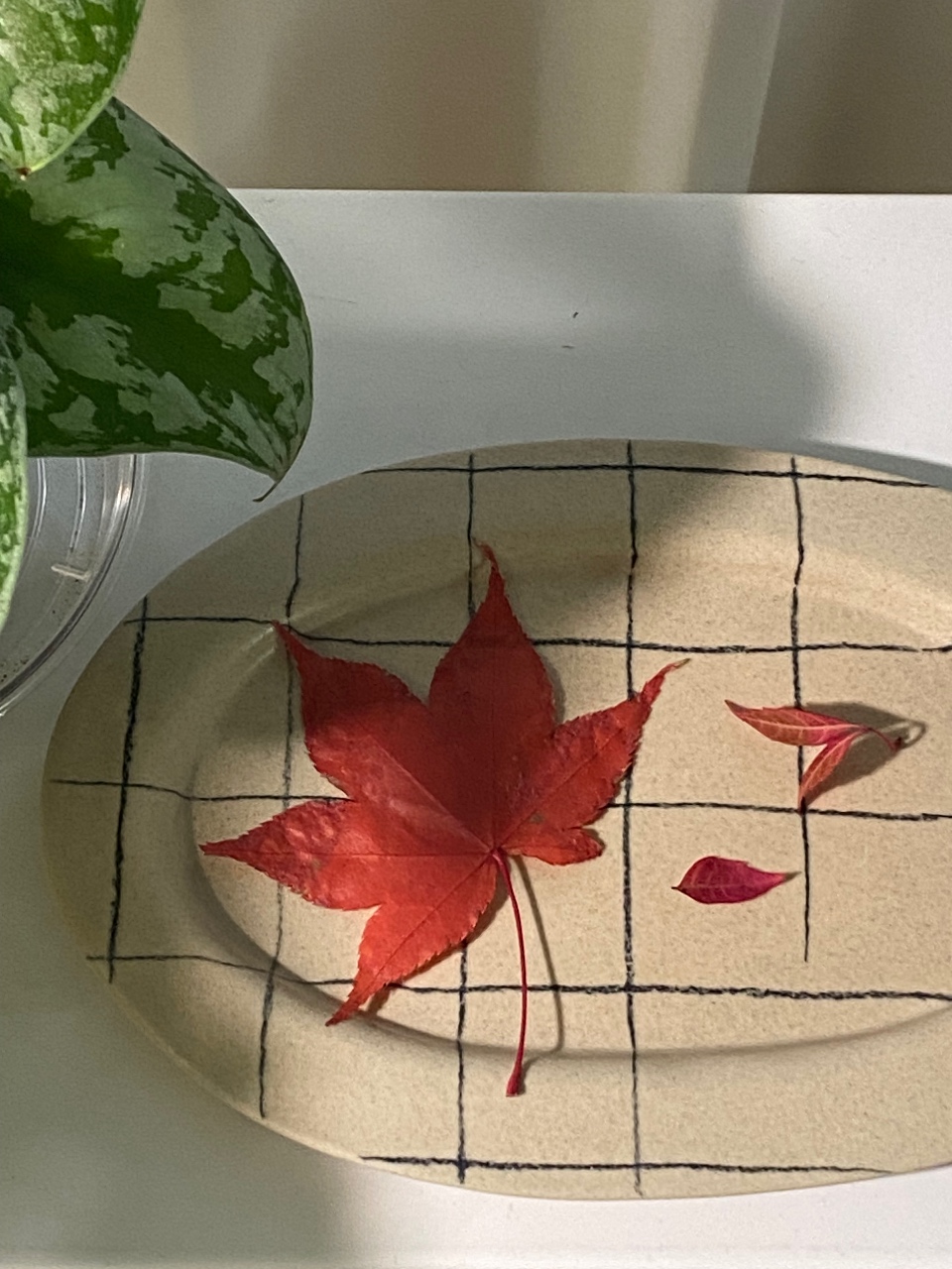 단풍잎 하나로 행복한 순간🍁💛