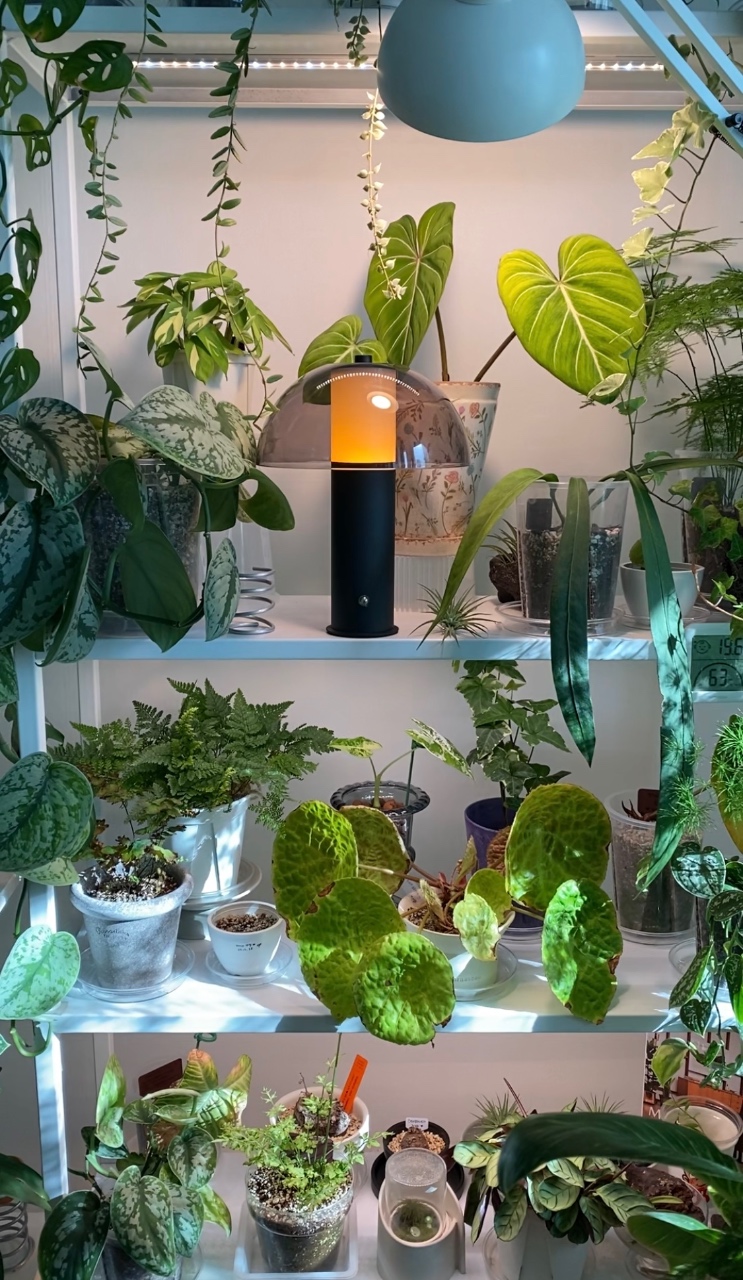💚초록숲속 무드등🌿