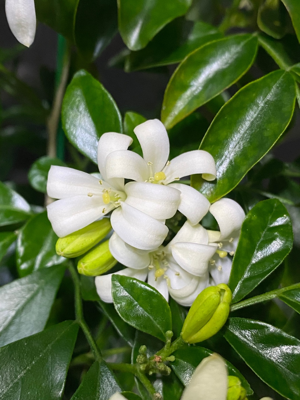 집안 가득 오렌지자스민 꽃향기🌼