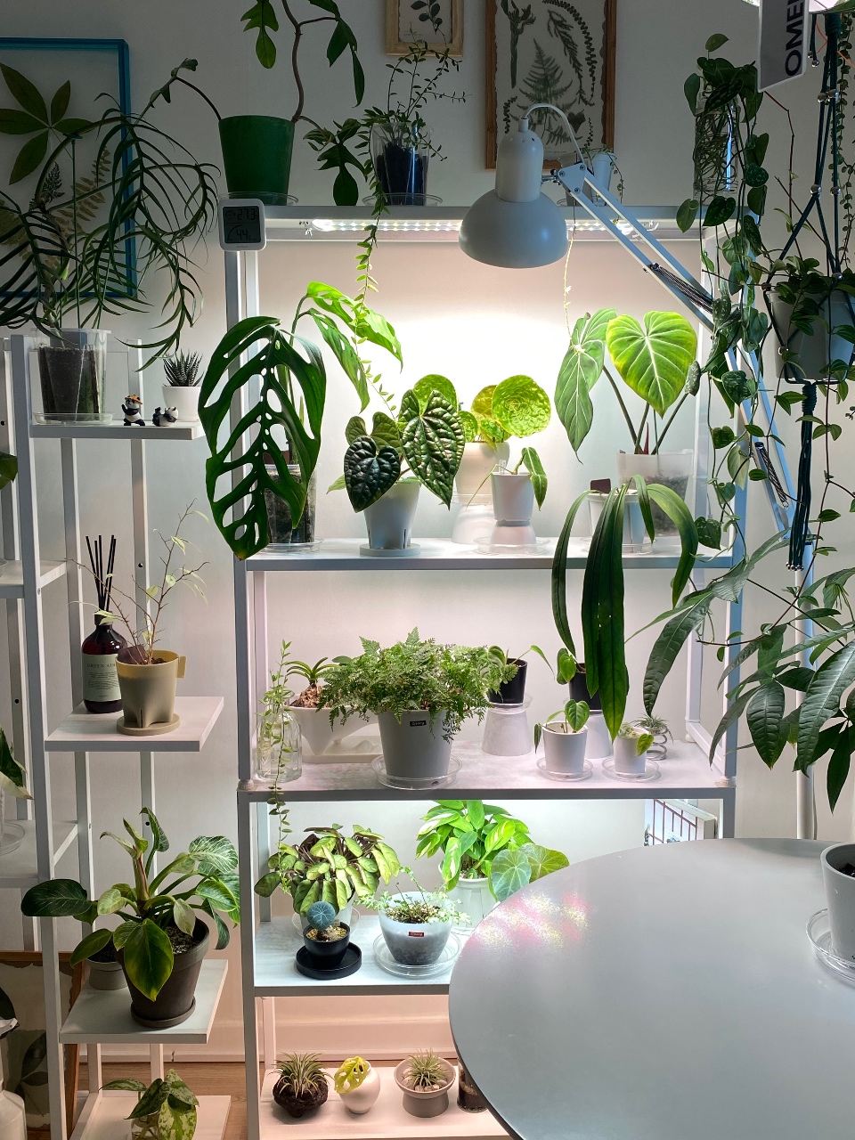 🌿후마타 숲🌿