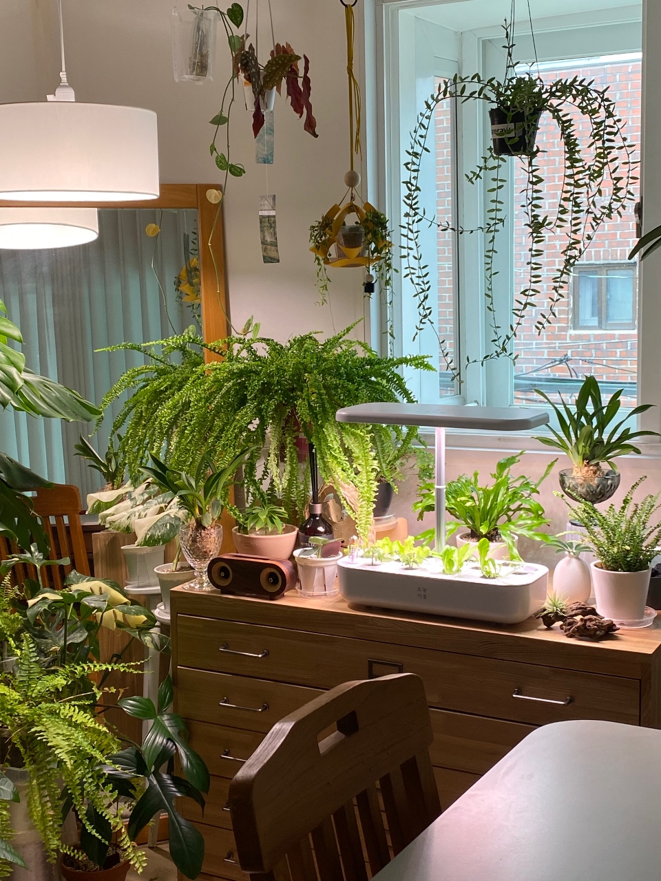 집에서 쉽게 상추 기르기🌱