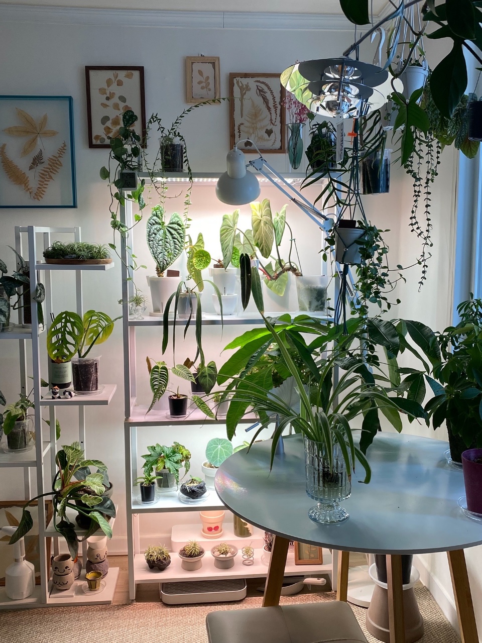 여름 수경식물 관리하기🌿🩵