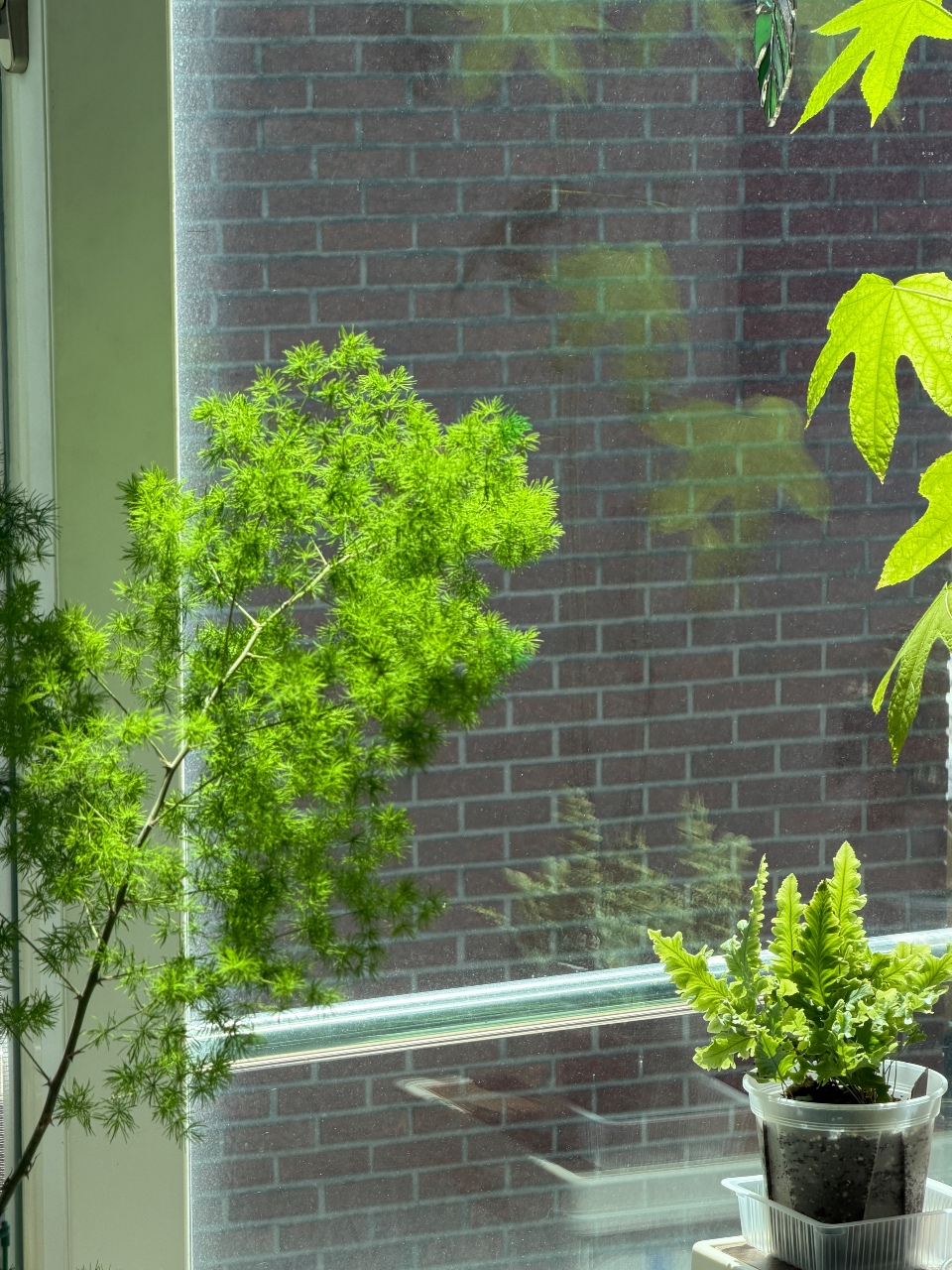 여름 베란다 가드닝💚🌿