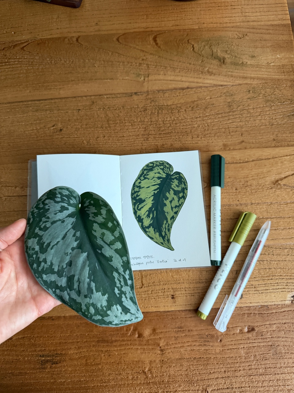 좋아하는 식물 그리기🌿
