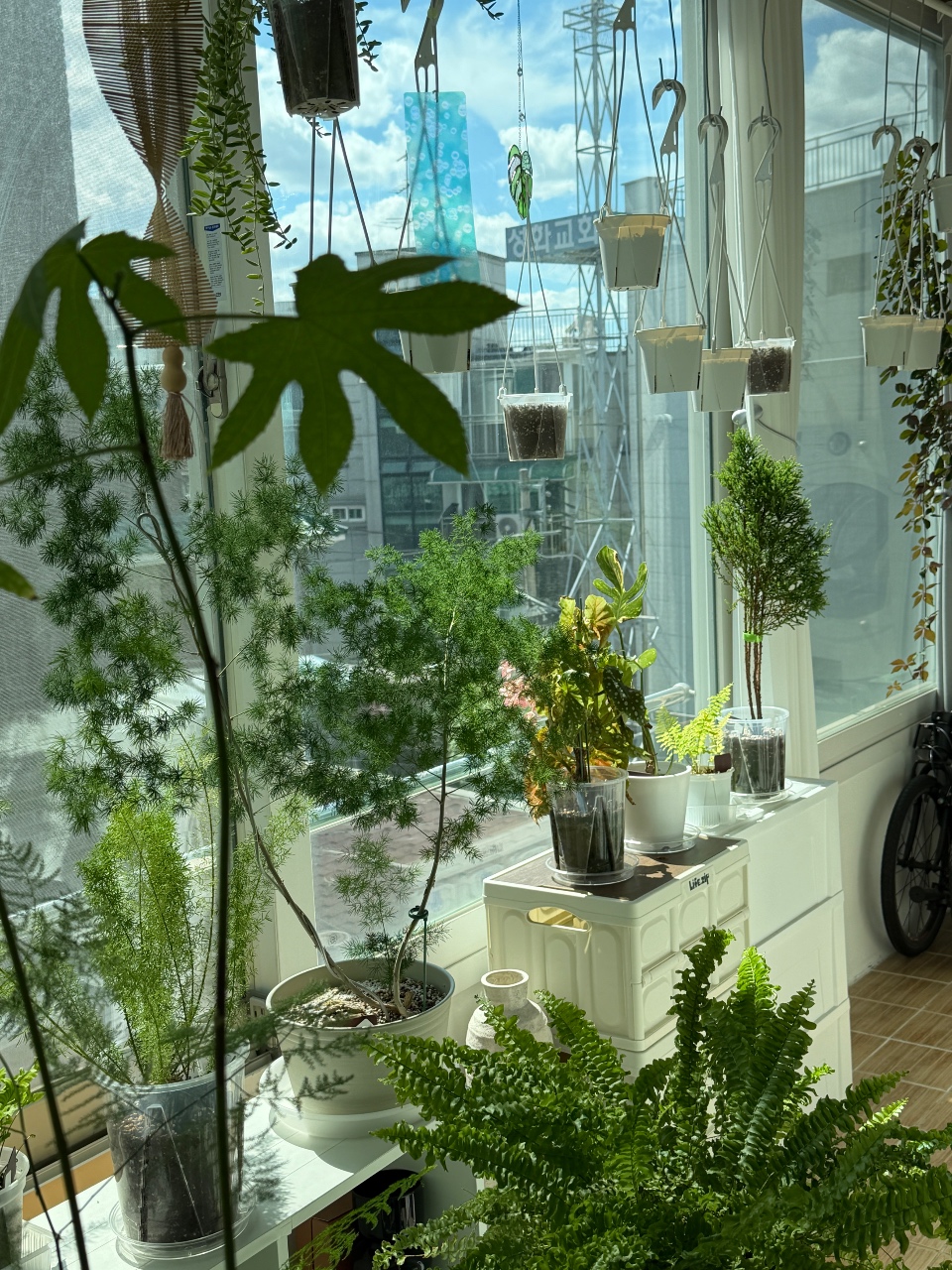 바람이 좋은 가을 베란다 가드닝💚