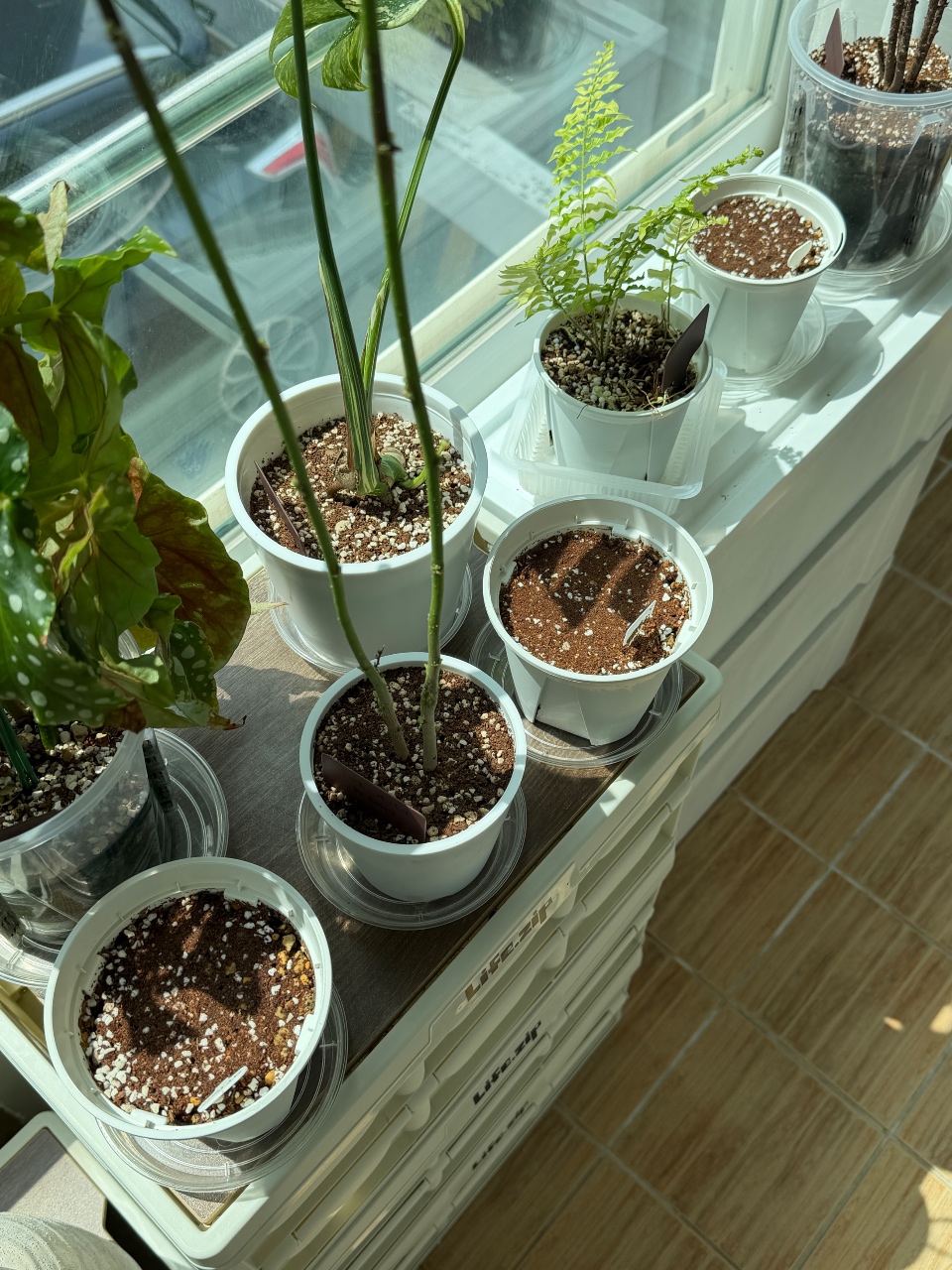 사랑초 심기🌱