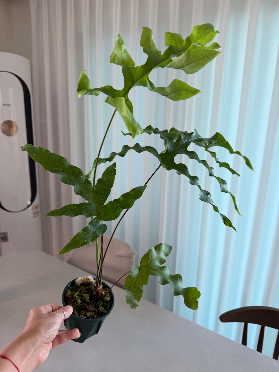 새로운 식물💚🌿