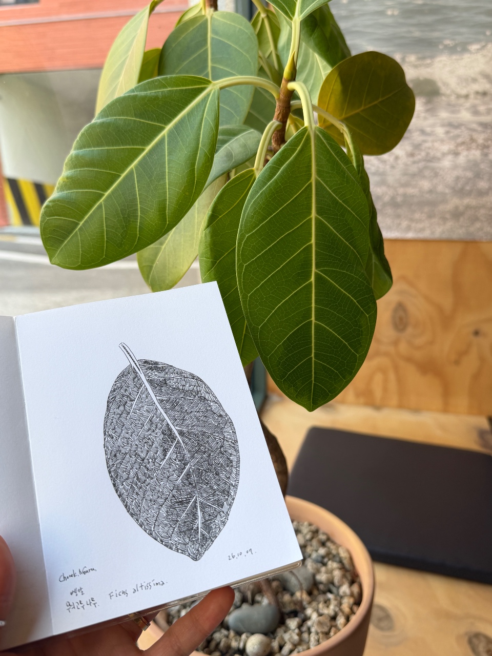 고무나무 그리기🌿
