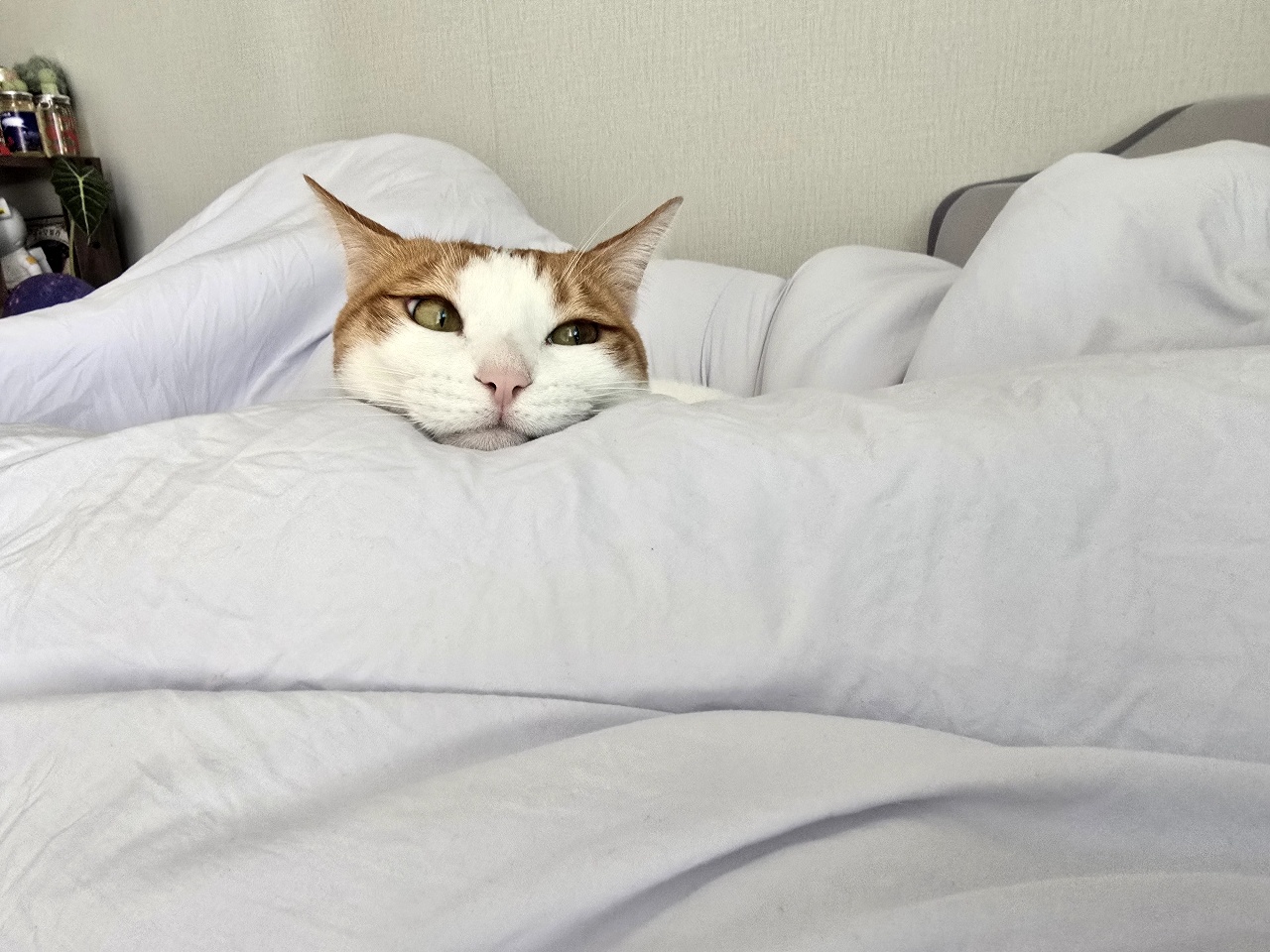 오랜만의 저희 껌딱지