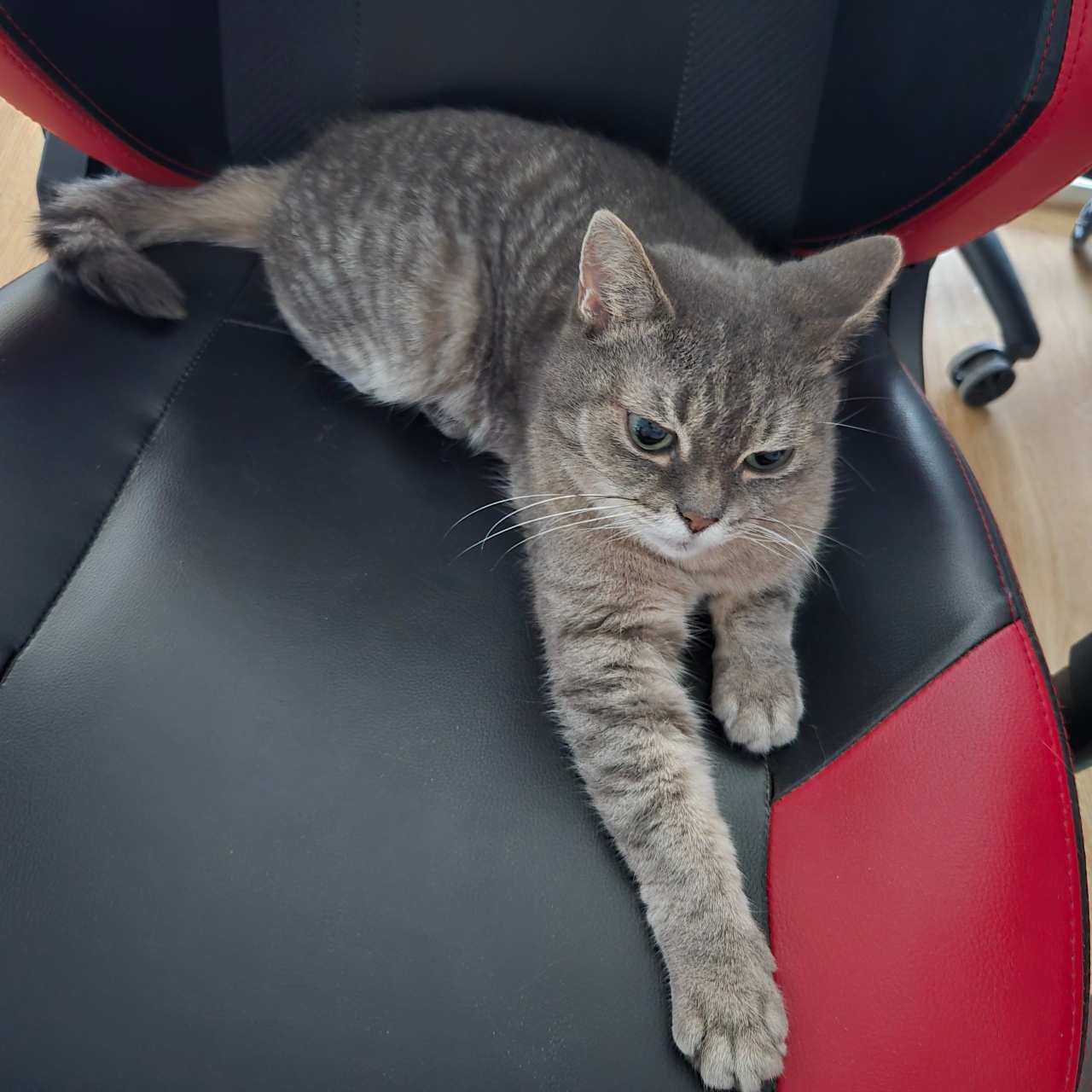 롱다리냥🐾롱롱