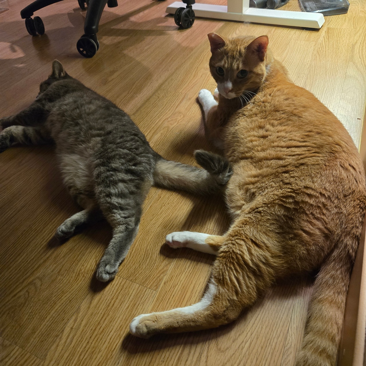 널부렁 널부렁🐱
