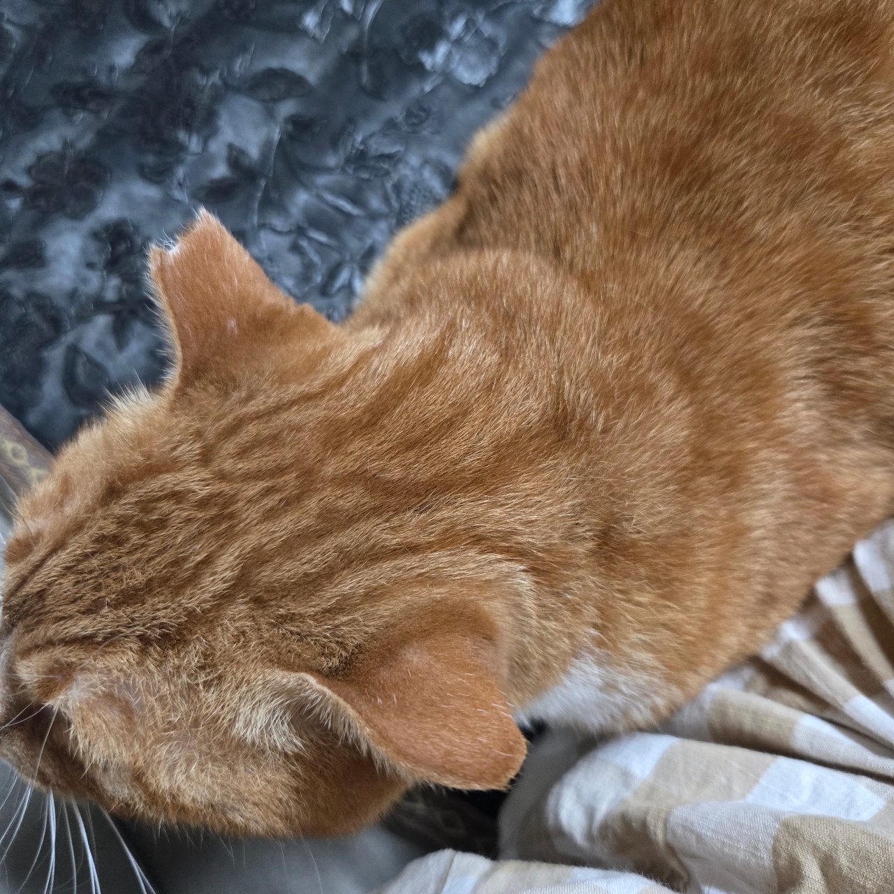 궁팡해달라냥🐱