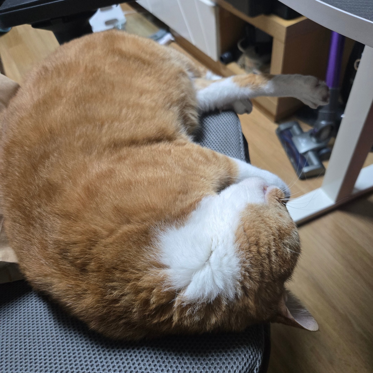 뻗어버렸냥🐱