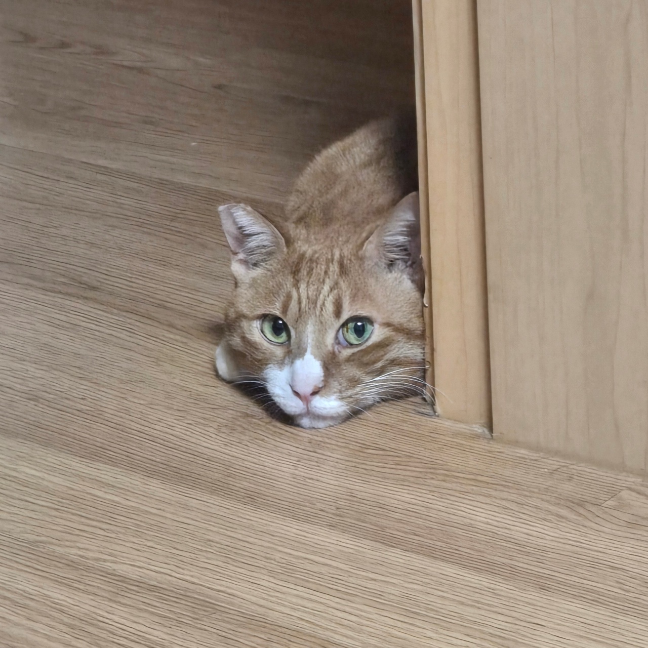 바닥에 챡🐱