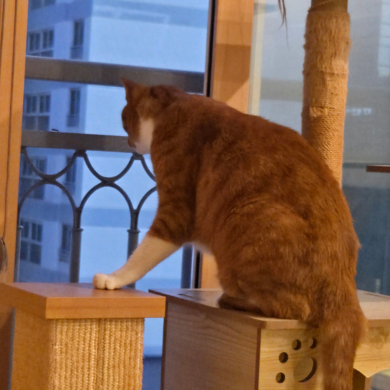 바깥세상 구경🐱