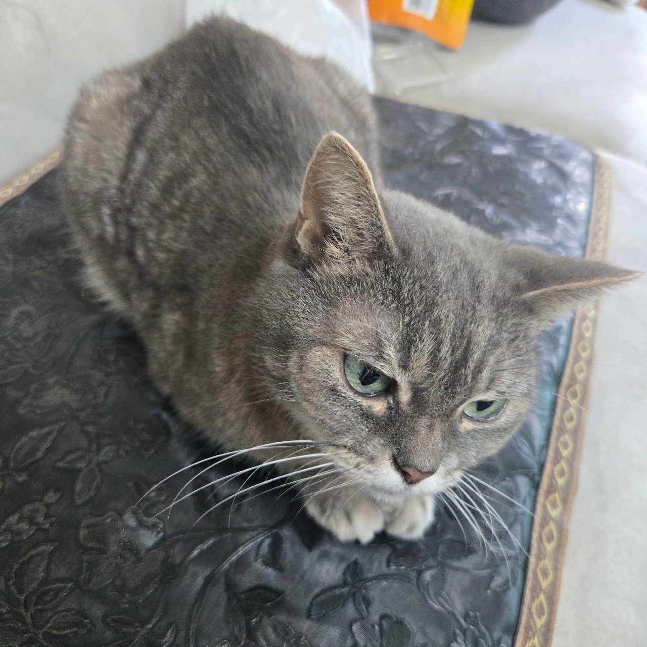 식빵꿉는 고냥이