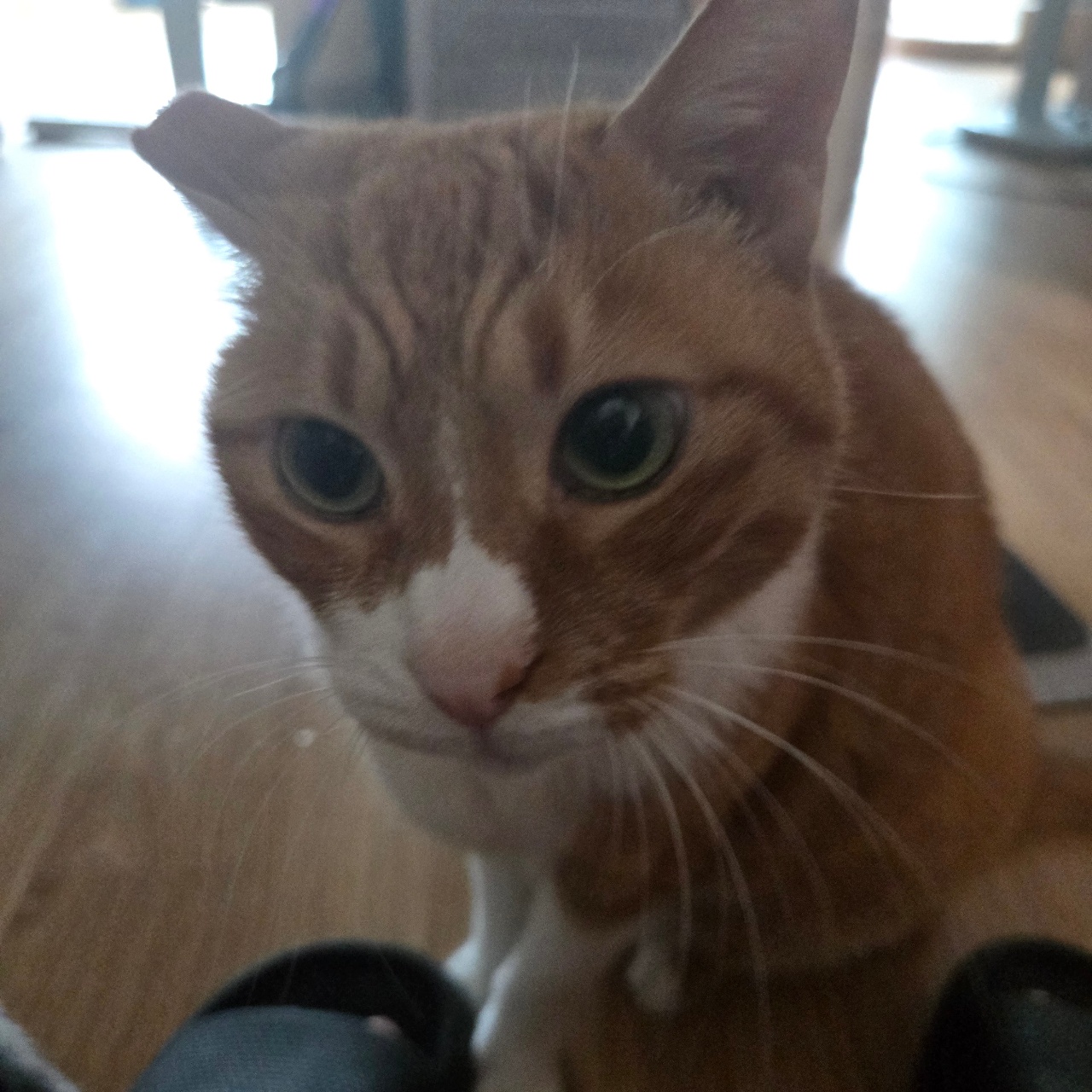 모닝 박치기