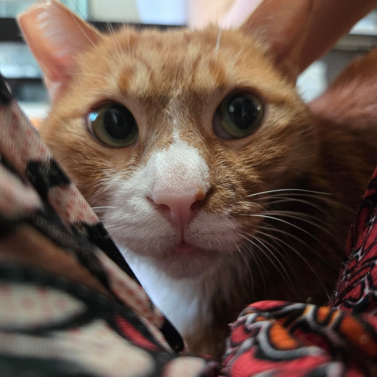 냥빨후 착붙냥🐱