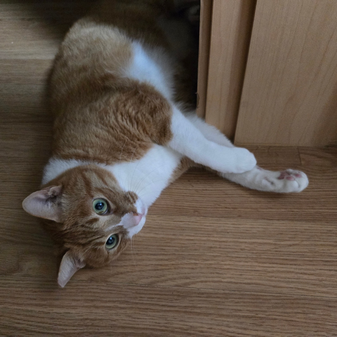 눕방이냥🐱