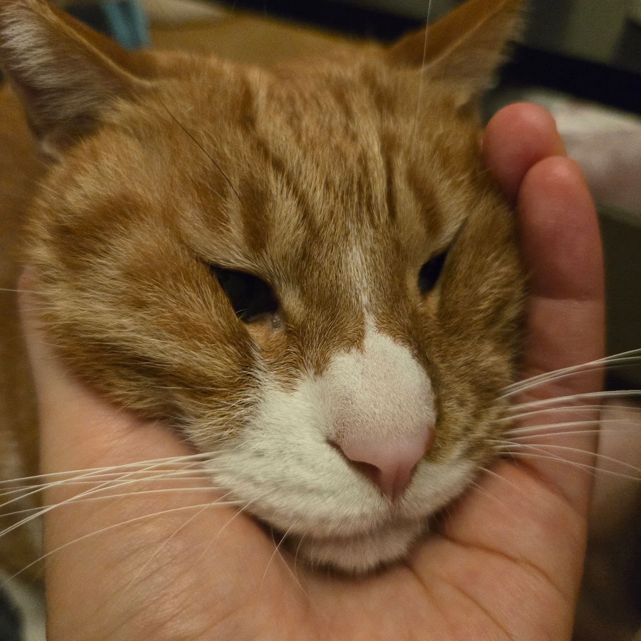 냥이반죽🐱